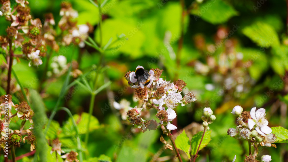 Bee collecting nectar amongst a wild meadow Bee collecting nectar amongst a wild meadow