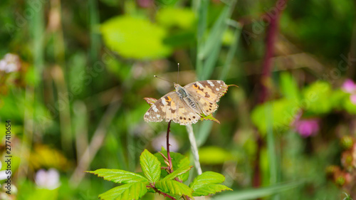 Φωτογραφία Wild meadow butterfly settling in the grass