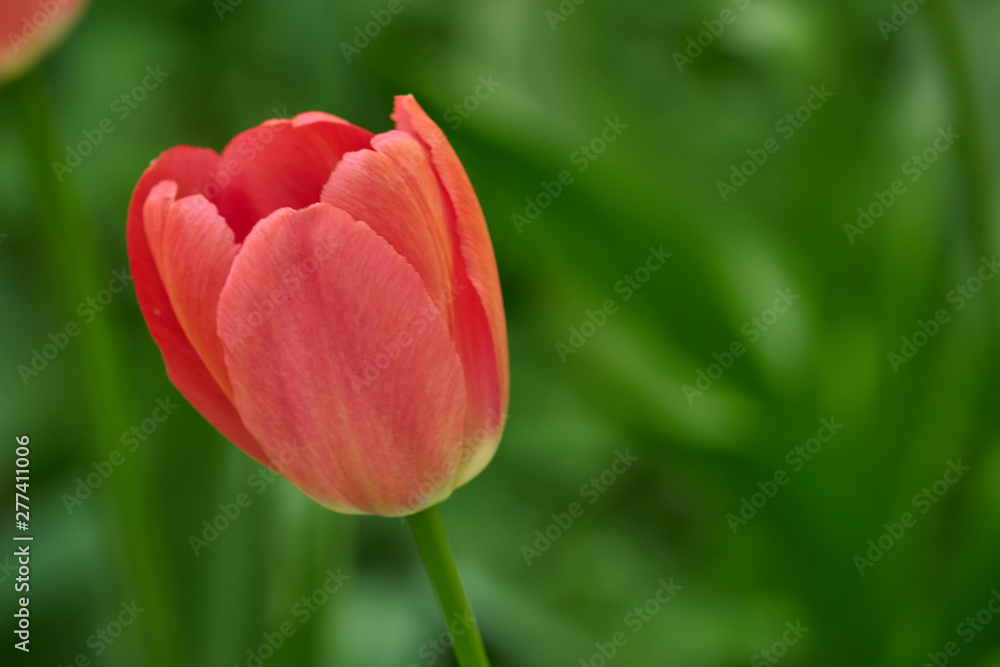  Soft  image of beautiful red tulip on green background. Greeting card for woomen with copyspace for your text