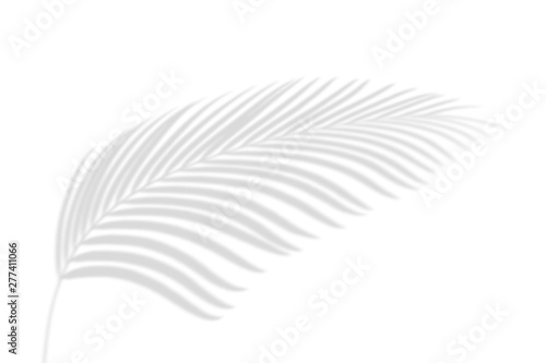 Abstract palm leaves shadow on white wall Background. Blank copy space.