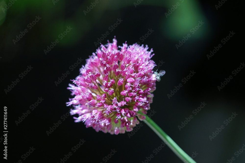Isolated Onion Flower Bloom Macro Isolated Onion Flower Bloom Macro