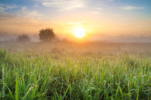 summer landscape with sunrise and meadow