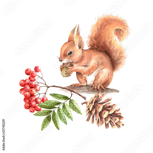 Photography red squirrel on a tree with a branch of a mountain ash and a cone