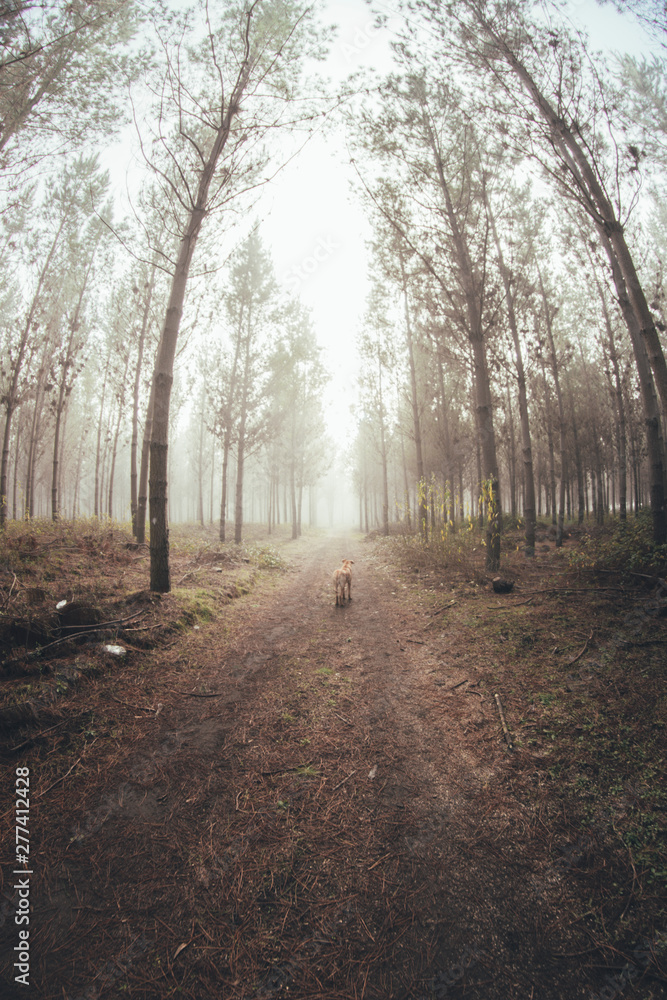 Obraz premium FOREST