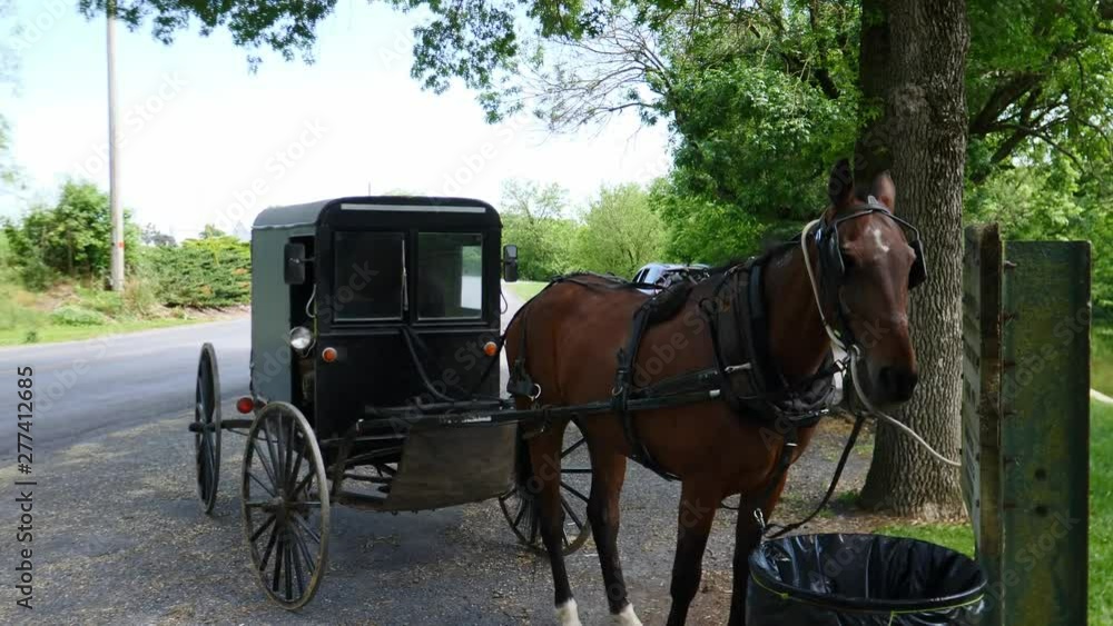 Amish Horse and Buggy Tied Up Waiting Amish Horse and Buggy Tied Up Waiting