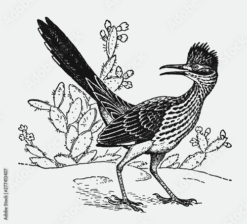 Lesser roadrunner geococcyx velox standing in front of cactus plants, looking backwards. Illustration after antique engraving from early 20th century photo