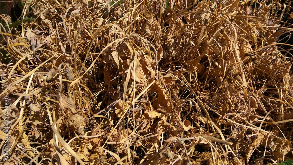 Dry field grass in the sun Dry field grass in the sun