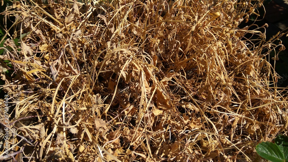 Closeup of dry grass Closeup of dry grass