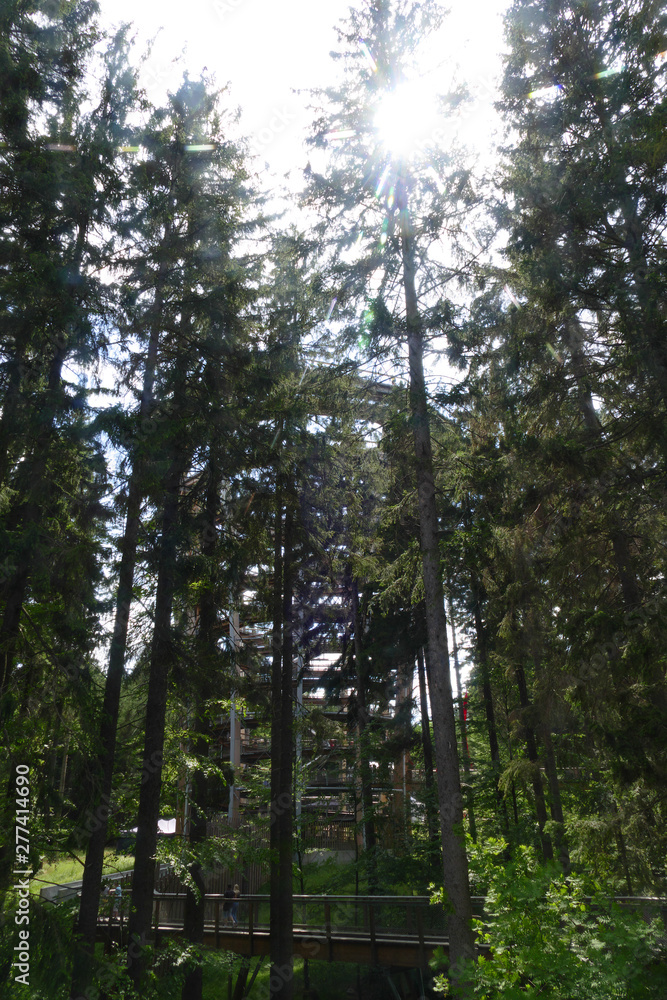 wooden look out tower in deep forest