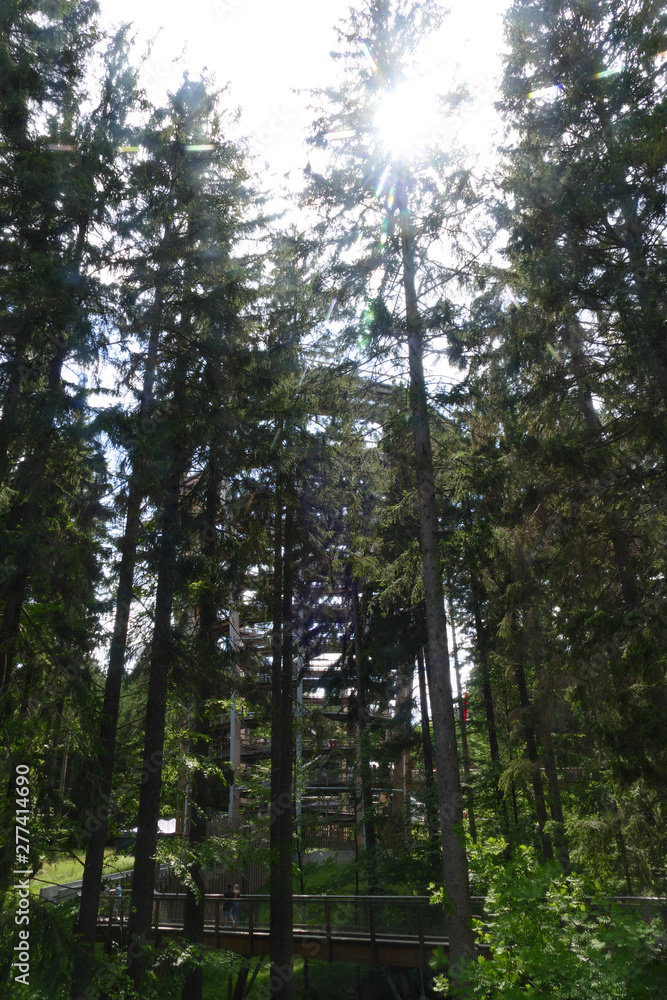 wooden look out tower in deep forest wooden look out tower in deep forest