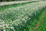 Blooming leek flowers in the fields