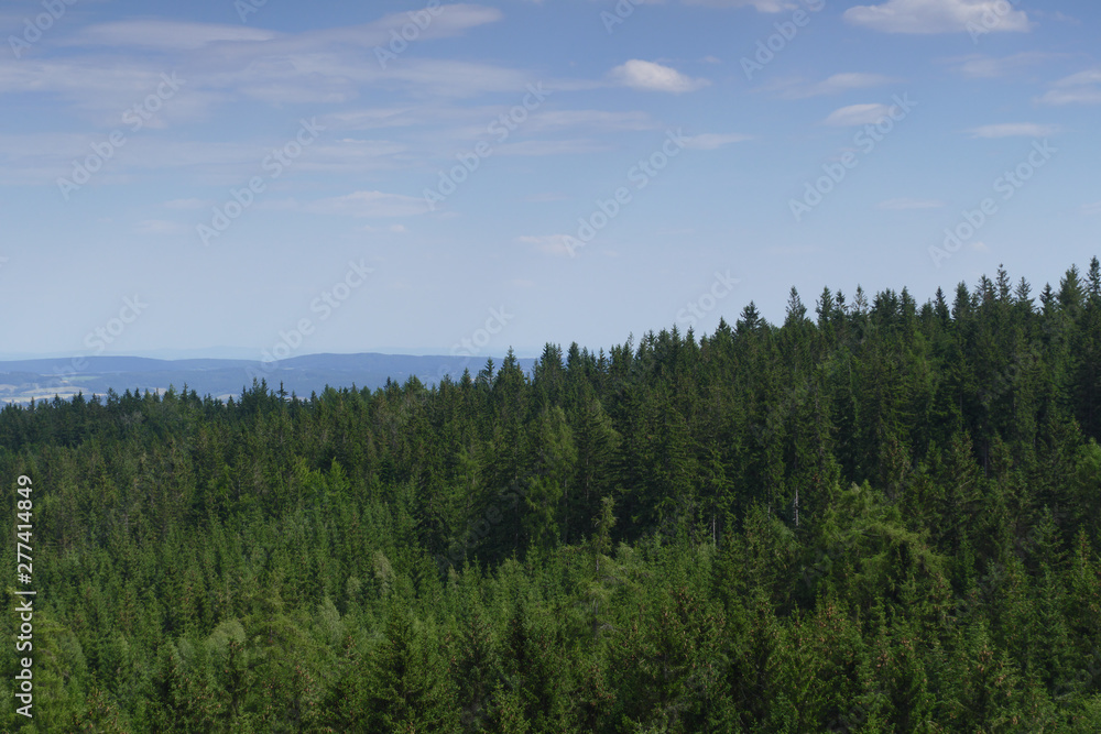 czech spruce forests mountain view czech spruce forests mountain view