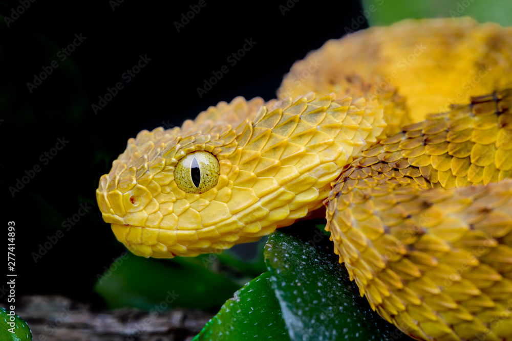 Venomous Bush Viper Snake (Atheris squamigera) on black background ...