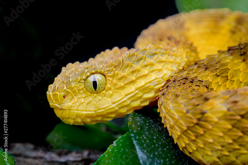 Venomous Bush Viper Snake (Atheris squamigera) on black background