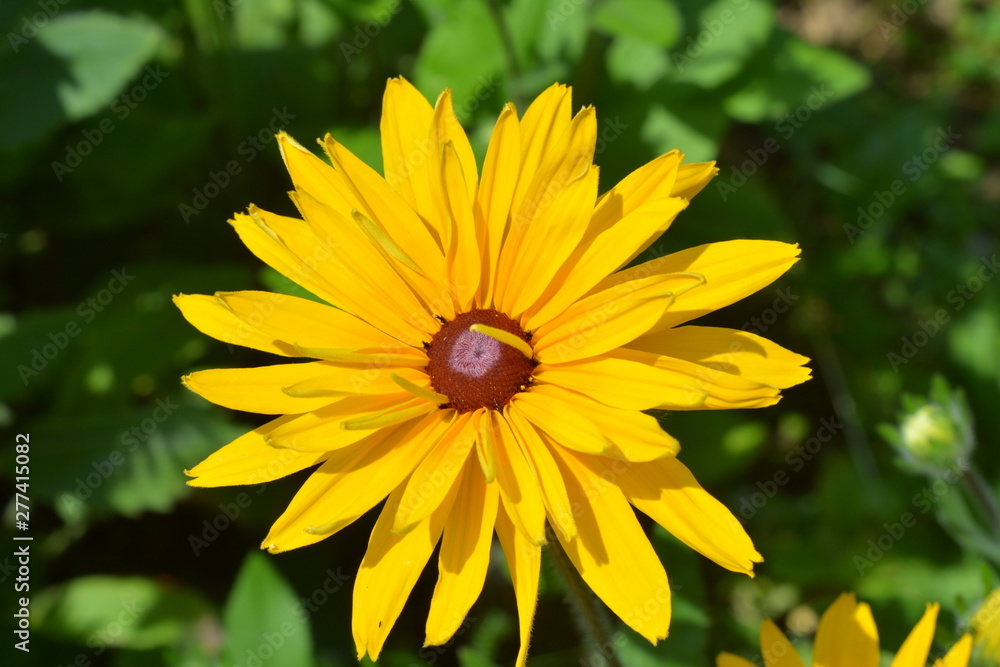 Yellow flower Rudbeckia perennial close-up under the open sky Yellow flower Rudbeckia perennial close-up under the open sky