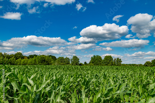 fresh green corn field