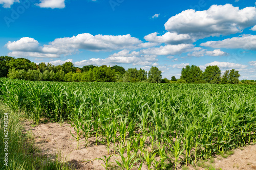 fresh green corn field