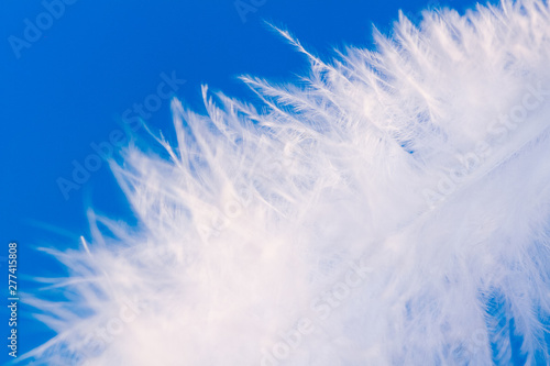 Feather close-up macro on blue background