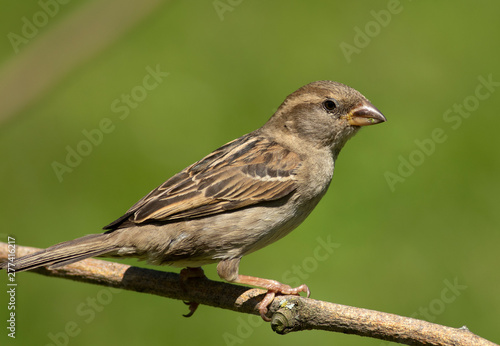 house sparrow 