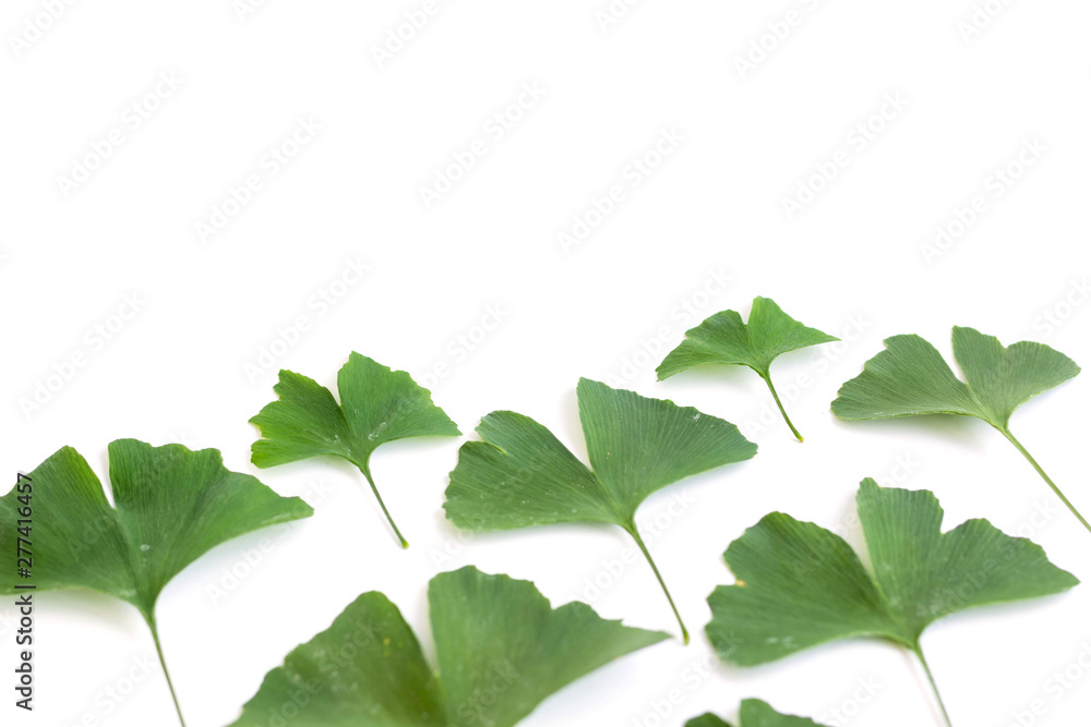 Green leaves of Ginkgo biloba plant isolated on white background. Medicinal leaves of the relic tree Gingko. Green leaves of Ginkgo biloba plant isolated on white background. Medicinal leaves of the relic tree Gingko.