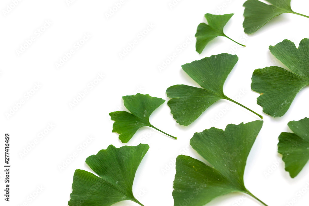 Obraz premium Green leaves of Ginkgo biloba plant isolated on white background. Medicinal leaves of the relic tree Gingko.