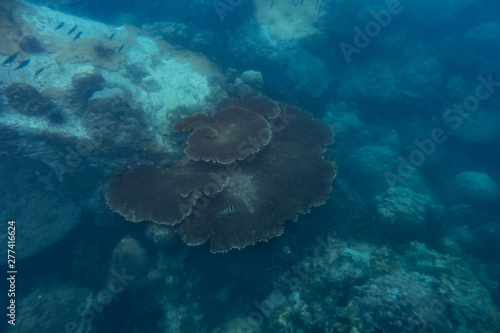 big coral in sea (Turbinaria peltata)