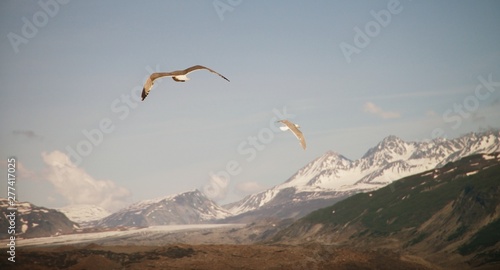Seagulls soaring in the sky over mountains in Alaska 