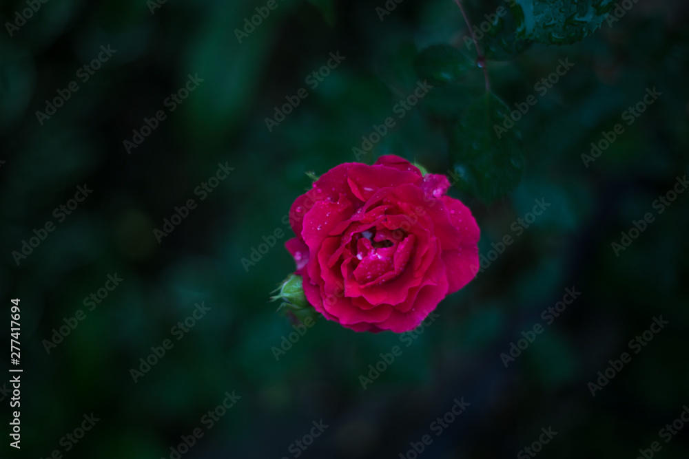 Macro rose is very beautiful Macro rose is very beautiful