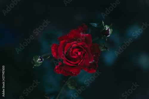 Macro rose is very beautiful