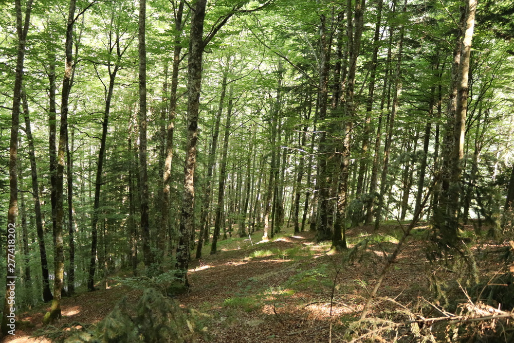 Fototapeta premium Selva Irati, bosque, Árbol, puente, piedra, lago, rio