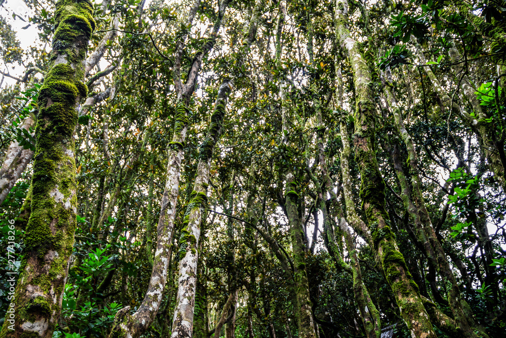 Obraz premium bosque verde 