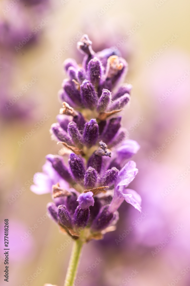 Close up ear of lavender purple aromatic flowers at lavender field in summer Close up ear of lavender purple aromatic flowers at lavender field in summer