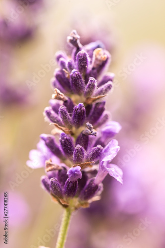 Close up ear of lavender purple aromatic flowers at lavender field in summer