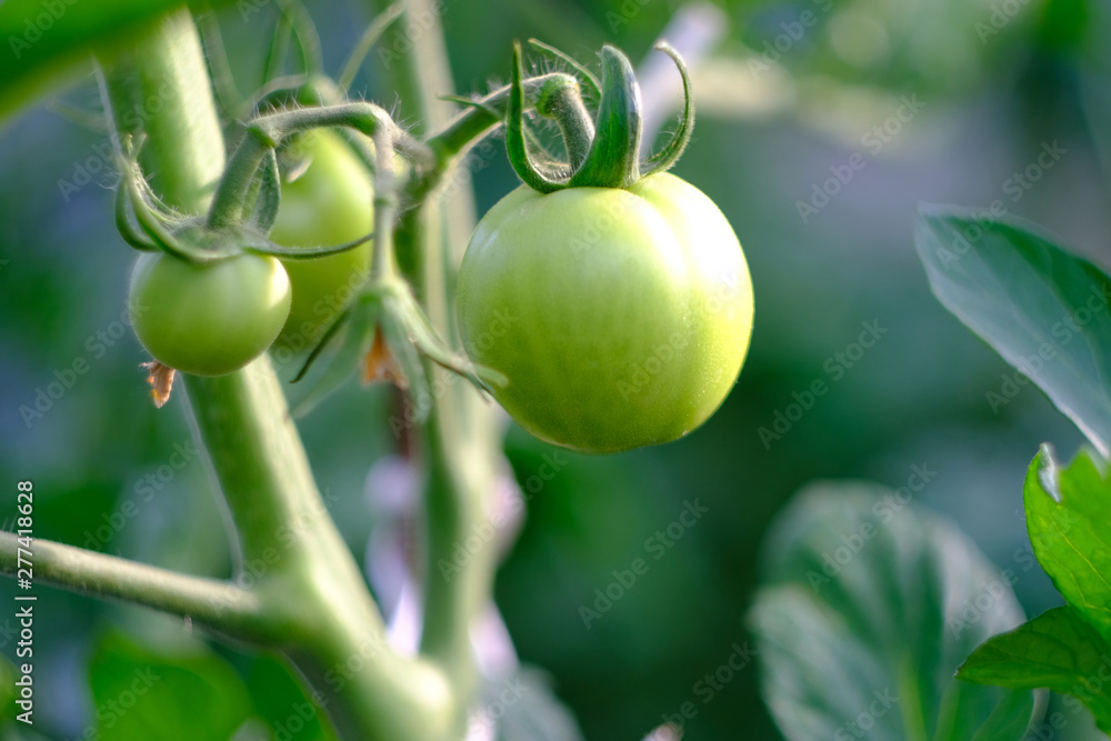 Green tomatoes on a bush close-up, the ripening process.