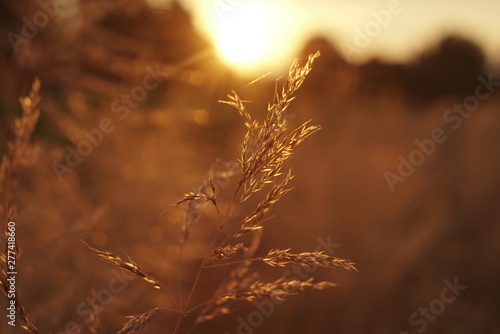 grass seeds in the sunset