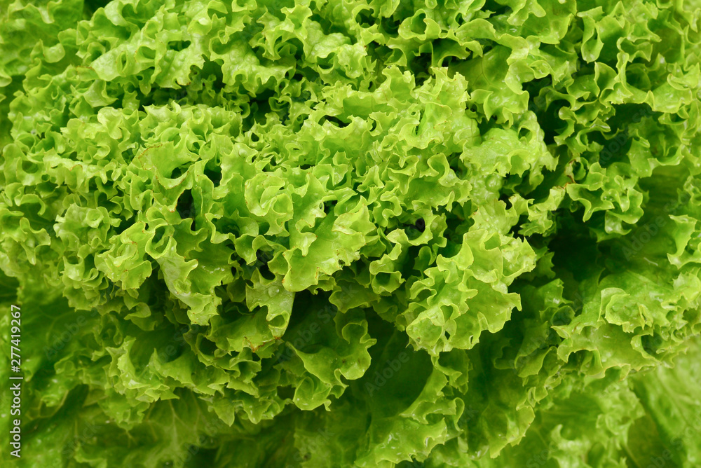 Iceberg lettuce isolated on white background. Iceberg lettuce isolated on white background.