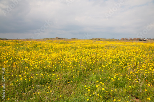 Yellow wild flowers fields © pokku