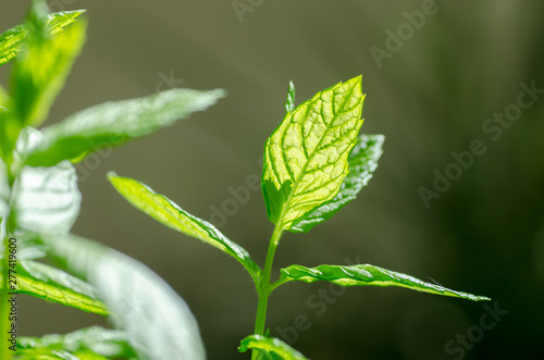 Bright green leaves with bokeh background