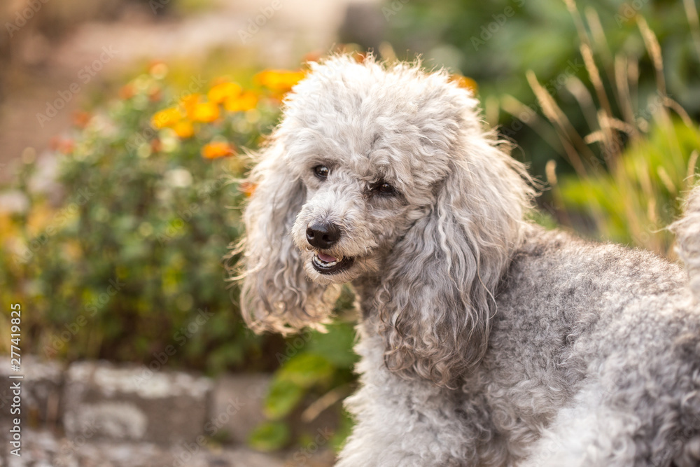 A miniature gray poodle toy standing in the garden on a sunny summers day. A miniature gray poodle toy standing in the garden on a sunny summers day.