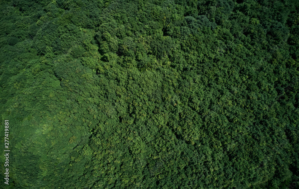 Aerial view forest Aerial view forest