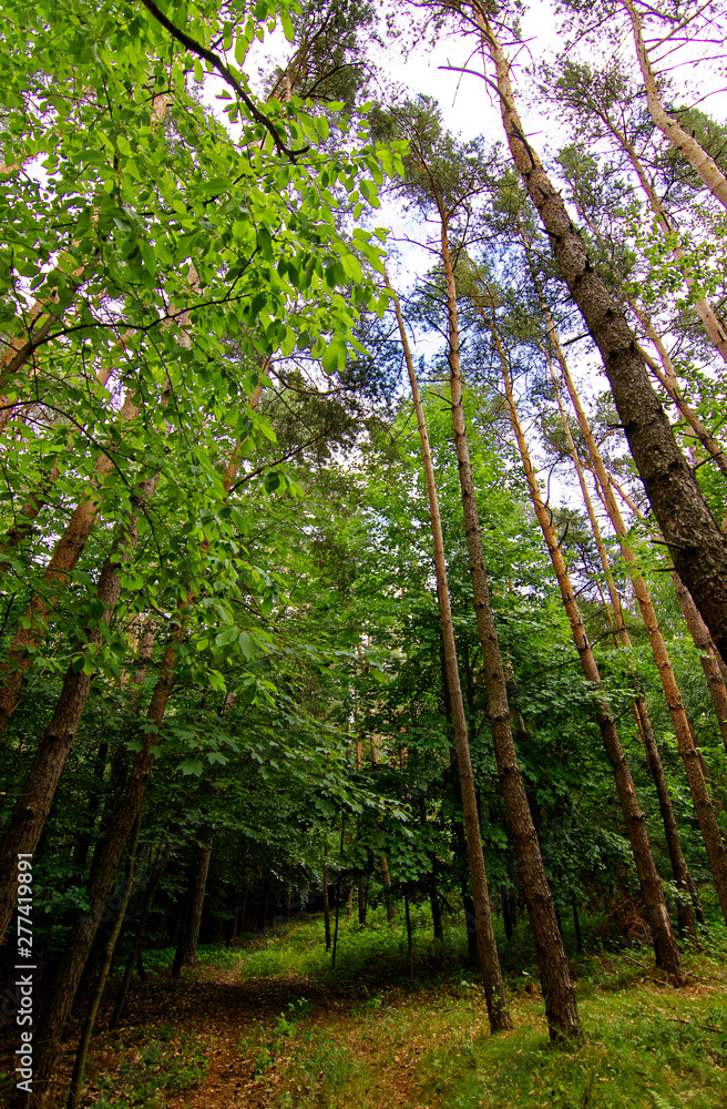 Fototapeta premium dense forest on a bright Sunny day