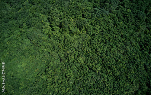 Aerial view forest