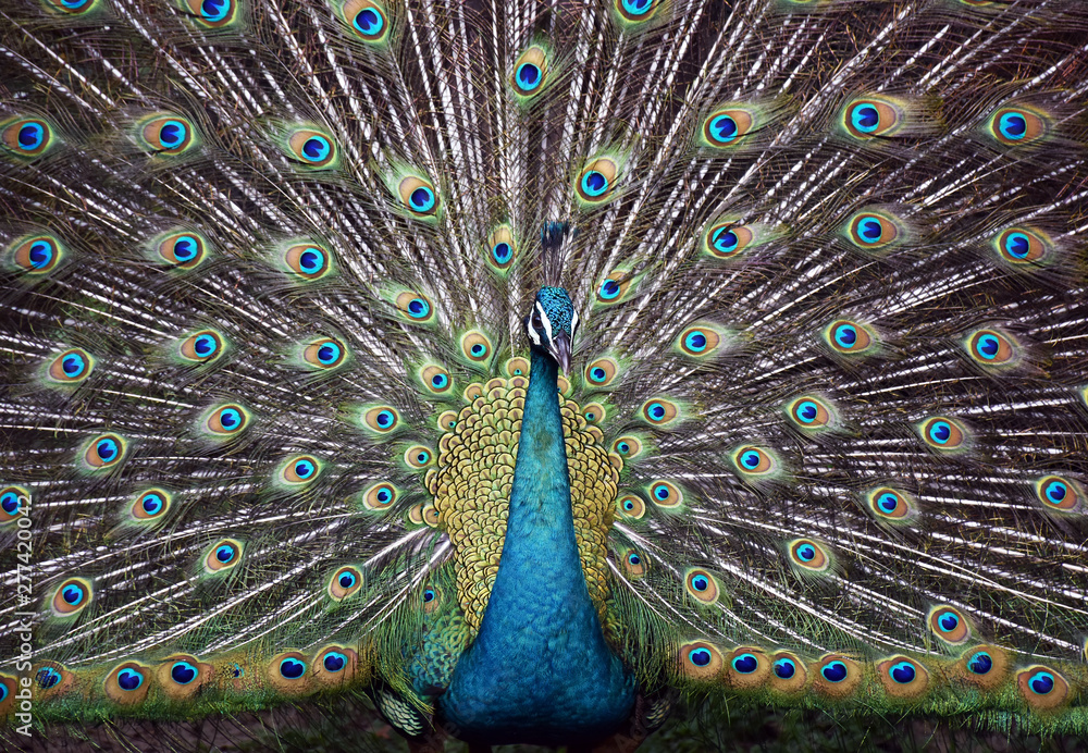 Obraz premium Beautiful peacock feathers on show