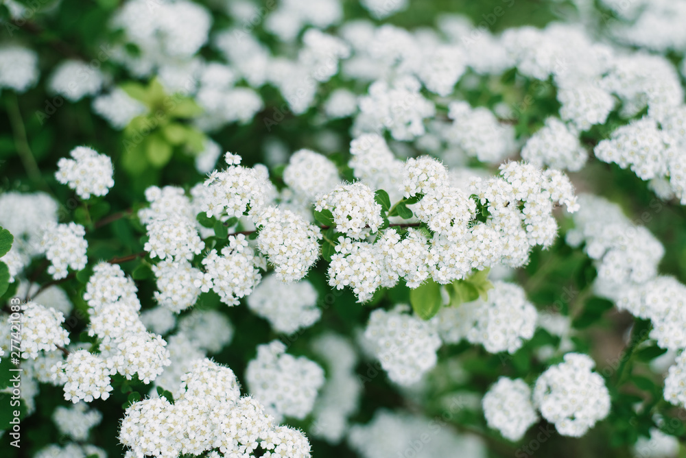 Many white flowers spirey Wangutta on a bush in the spring in the garden Many white flowers spirey Wangutta on a bush in the spring in the garden