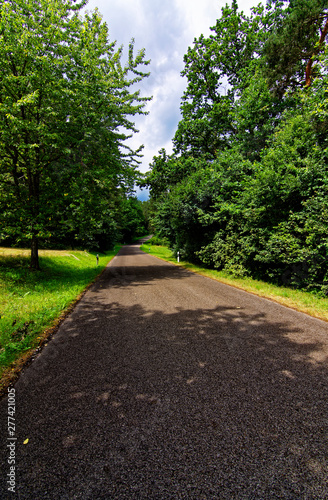 desert road in the forest