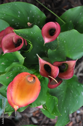 Calla Lilies Close Up Aerial photo