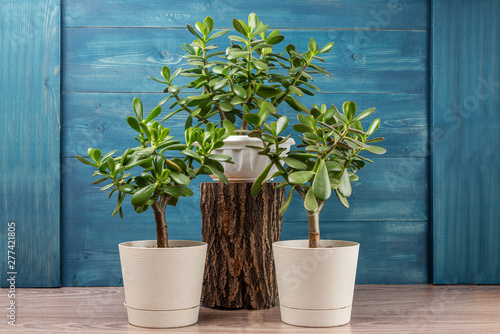 Succulent houseplant Crassula ovata in a pot on rustic background