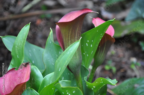 Calla Lilies Side View photo