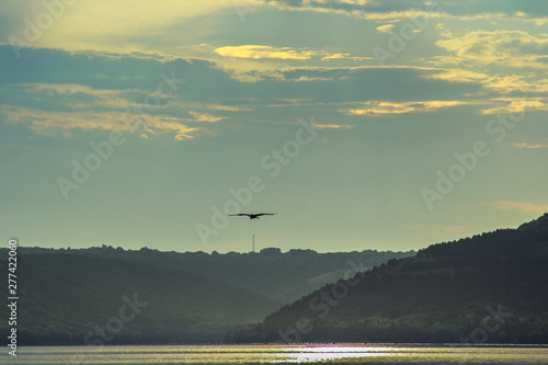 bird flying in the sky