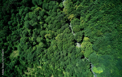 Aerial view forest